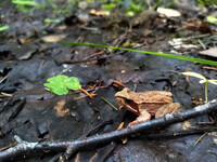 Forest. Russia, 2022 year