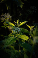 flowering nettle