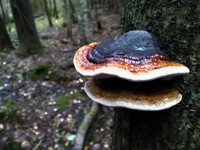 Forest. Russia, 2022 year