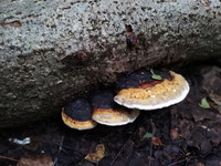 Forest. Russia, 2022 year