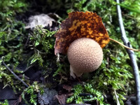 Forest. Russia, 2022 year