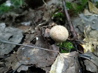 Forest. Russia, 2022 year