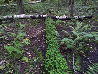 Forest. Russia, 2022 year