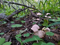 Forest. Russia, 2022 year