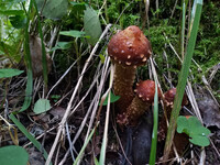 Forest. Russia, 2022 year