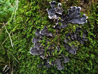 Forest. Russia, 2022 year