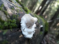 Forest. Russia, 2022 year