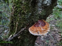 Forest. Russia, 2022 year