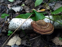 Forest. Russia, 2022 year