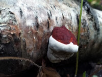 Forest. Russia, 2022 year