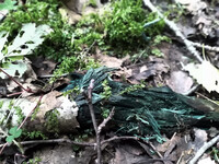 Forest. Russia, 2022 year