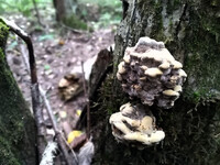 Forest. Russia, 2022 year