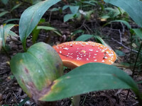 Forest. Russia, 2022 year