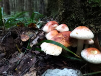 Forest. Russia, 2022 year