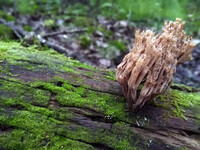 Forest. Russia, 2022 year