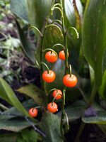 Forest. Russia, 2022 year