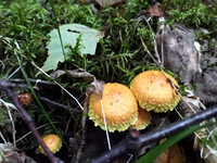 Forest. Russia, 2022 year