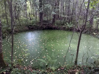 Forest. Russia, 2022 year