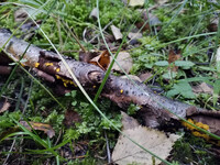 Forest. Russia, 2022 year