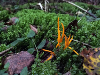 Forest. Russia, 2022 year