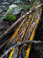 Forest. Russia, 2022 year