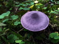 Forest. Russia, 2022 year