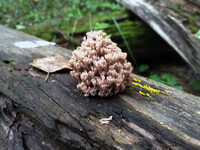 Forest. Russia, 2022 year