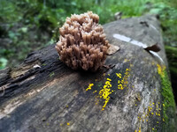 Forest. Russia, 2022 year