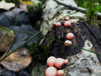 Forest. Russia, 2022 year