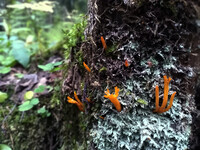 Forest. Russia, 2022 year