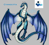 Cyanocitta the Blue Skywing