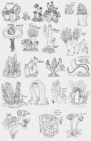 Plant Concepts Sketches