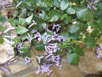 A Dusting Of Blossoms