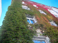 Vines