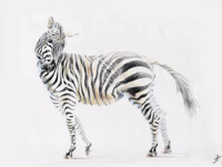 Zebra from St. Petersburg's zoo