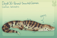 Croctober Day 16: Broad-Snouted Caiman
