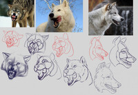 (sketch) expression practice - wolf