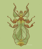 Invertober day 15: giant Malaysian leaf insect