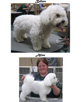 Grooming Portfolio Dog 3