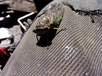 Idiot Cicada Friend.