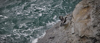 Seawing