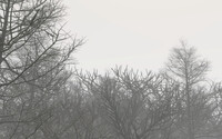 Foggy Forest