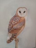 Barn Owl