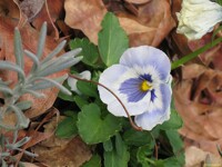 Pansy # 8
