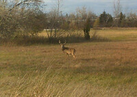 Michigan Whitetail Buck