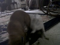 Rara and his bro Luno