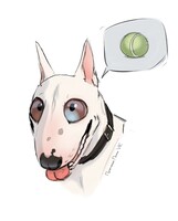 bull terrier