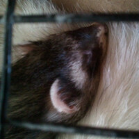 Happy Dreams For Ferrets