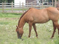 Horse.