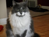 Maine Coon.